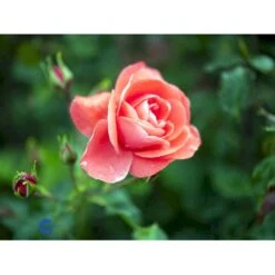'Riberhus'™ Rosa X 'Riberhus'™ (Buketrose) A-Kvalitet,- Barrods Roser Min. 3 Grene -Osmo Salgsbutik fi4966 rosa riberhus poulriber n 3fcc