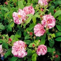'Rosa Mundi' Rosa Gallica 'Rosa Mundi' (Gallicarose) A-Kvalitet,- Barrods Roser Min. 3 Grene -Osmo Salgsbutik fi4978 rosa rosa mundi e476