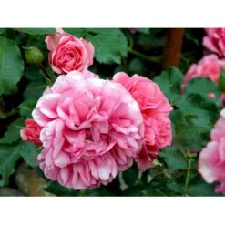'Rosarium Uetersen'® Rosa X 'Rosarium Uetersen'® (Slyngrose) A-Kvalitet,- Barrods Roser Min. 3 Grene -Osmo Salgsbutik fi4983 rosa rosarium uetersen 18e0