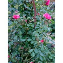 'Rosarium Uetersen'® Rosa X 'Rosarium Uetersen'® (Slyngrose) A-Kvalitet,- Barrods Roser Min. 3 Grene -Osmo Salgsbutik fi4983 rosa rosarium uetersen 631a