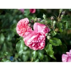 'Rosarium Uetersen'® Rosa X 'Rosarium Uetersen'® (Slyngrose) A-Kvalitet,- Barrods Roser Min. 3 Grene -Osmo Salgsbutik fi4983 rosa rosarium uetersen 7b0c