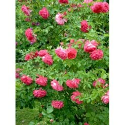 'Rosarium Uetersen'® Rosa X 'Rosarium Uetersen'® (Slyngrose) A-Kvalitet,- Barrods Roser Min. 3 Grene -Osmo Salgsbutik fi4983 rosa rosarium uetersen bd7c