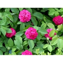 'Rose De Rescht' Rosa Bifera 'Rose De Rescht' (Damascenerrose) A-Kvalitet,- Barrods Roser Min. 3 Grene -Osmo Salgsbutik fi4985 rosa rose de rescht 02e1