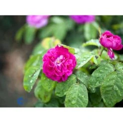 'Rose De Rescht' Rosa Bifera 'Rose De Rescht' (Damascenerrose) A-Kvalitet,- Barrods Roser Min. 3 Grene -Osmo Salgsbutik fi4985 rosa rose de rescht 8a39