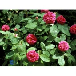 'Rose De Rescht' Rosa Bifera 'Rose De Rescht' (Damascenerrose) A-Kvalitet,- Barrods Roser Min. 3 Grene -Osmo Salgsbutik fi4985 rosa rose de rescht 9b99