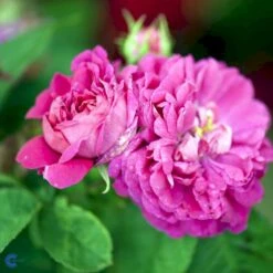 'Rose De Rescht' Rosa Bifera 'Rose De Rescht' (Damascenerrose) A-Kvalitet,- Barrods Roser Min. 3 Grene -Osmo Salgsbutik fi4985 rosa rose de rescht c27e