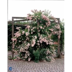 'Rosenholm'™ Rosa X 'Rosenholm'™ (Slyngrose) A-Kvalitet,- Barrods Roser Min. 3 Grene -Osmo Salgsbutik fi4998 rosa rosenholm poulover n b20a