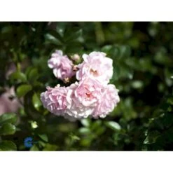 'Rosenholm'™ Rosa X 'Rosenholm'™ (Slyngrose) A-Kvalitet,- Barrods Roser Min. 3 Grene -Osmo Salgsbutik fi4998 rosa rosenholm poulover n f983
