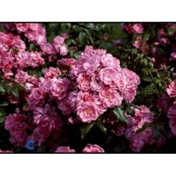'Rosy Border'® Rosa X 'Rosy Border'® (Bunddækkerose) A-Kvalitet,- Barrods Roser Min. 3 Grene -Osmo Salgsbutik fi5002 rosa rosy border pouloesy n 8146