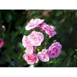 'Rosy Border'® Rosa X 'Rosy Border'® (Bunddækkerose) A-Kvalitet,- Barrods Roser Min. 3 Grene -Osmo Salgsbutik fi5002 rosa rosy border pouloesy n f158