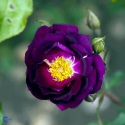'Royal Celebration' Rosa X 'Royal Celebration' (Buketrose) A-Kvalitet,- Barrods Roser Min. 3 Grene -Osmo Salgsbutik fi5011 rosa royal celebration c7dd