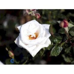 'Royal Copenhagen'™ Rosa X 'Royal Copenhagen'™ (Storblomstrende) A-Kvalitet,- Barrods Roser Min. 3 Grene -Osmo Salgsbutik fi5012 rosa royal copenhagen poulht001 n 9790
