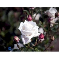 'Royal Copenhagen'™ Rosa X 'Royal Copenhagen'™ (Storblomstrende) A-Kvalitet,- Barrods Roser Min. 3 Grene -Osmo Salgsbutik fi5012 rosa royal copenhagen poulht001 n c60e