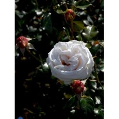 'Royal Copenhagen'™ Rosa X 'Royal Copenhagen'™ (Storblomstrende) A-Kvalitet,- Barrods Roser Min. 3 Grene -Osmo Salgsbutik fi5012 rosa royal copenhagen poulht001 n d76e