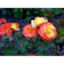 'Rumba' Rosa X 'Rumba' (Buketrose) A-Kvalitet,- Barrods Roser Min. 3 Grene -Osmo Salgsbutik fi5026 rosa rumba b775
