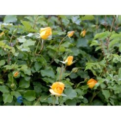 'Sahara'® Rosa X 'Sahara'® A-Kvalitet,- Barrods Roser Min. 3 Grene -Osmo Salgsbutik fi5032 rosa sahara 717a