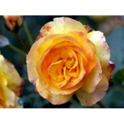 'Sahara'® Rosa X 'Sahara'® A-Kvalitet,- Barrods Roser Min. 3 Grene -Osmo Salgsbutik fi5032 rosa sahara b8e4