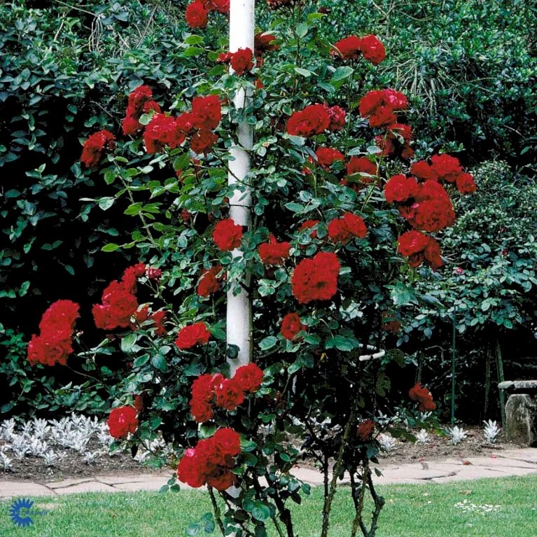 'Santana'® Rosa X 'Santana'® (Slyngrose) A-Kvalitet,- Barrods Roser Min. 3 Grene 8 'Santana'® Rosa X 'Santana'® (Slyngrose) A-Kvalitet,- Barrods Roser Min. 3 Grene - Billede 8