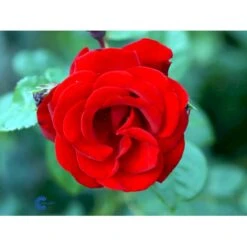 'Santana'® Rosa X 'Santana'® (Slyngrose) A-Kvalitet,- Barrods Roser Min. 3 Grene 22 'Santana'® Rosa X 'Santana'® (Slyngrose) A-Kvalitet,- Barrods Roser Min. 3 Grene -Osmo Salgsbutik fi5045 rosa santana 2ace