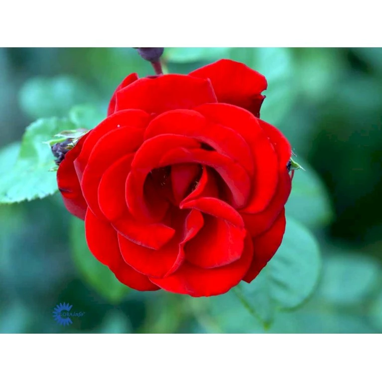 'Santana'® Rosa X 'Santana'® (Slyngrose) A-Kvalitet,- Barrods Roser Min. 3 Grene 9 'Santana'® Rosa X 'Santana'® (Slyngrose) A-Kvalitet,- Barrods Roser Min. 3 Grene - Billede 9