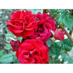 'Santana'® Rosa X 'Santana'® (Slyngrose) A-Kvalitet,- Barrods Roser Min. 3 Grene 25 'Santana'® Rosa X 'Santana'® (Slyngrose) A-Kvalitet,- Barrods Roser Min. 3 Grene -Osmo Salgsbutik fi5045 rosa santana 60ec