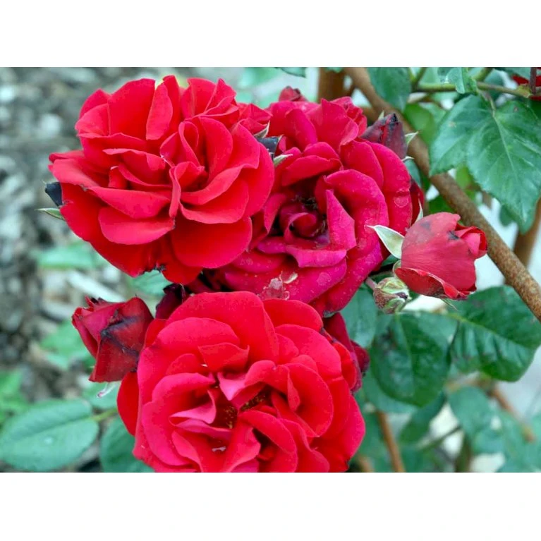 'Santana'® Rosa X 'Santana'® (Slyngrose) A-Kvalitet,- Barrods Roser Min. 3 Grene 12 'Santana'® Rosa X 'Santana'® (Slyngrose) A-Kvalitet,- Barrods Roser Min. 3 Grene - Billede 12