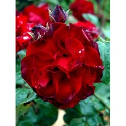 'Santana'® Rosa X 'Santana'® (Slyngrose) A-Kvalitet,- Barrods Roser Min. 3 Grene 23 'Santana'® Rosa X 'Santana'® (Slyngrose) A-Kvalitet,- Barrods Roser Min. 3 Grene -Osmo Salgsbutik fi5045 rosa santana d9cb