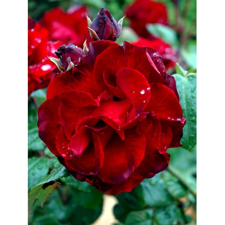 'Santana'® Rosa X 'Santana'® (Slyngrose) A-Kvalitet,- Barrods Roser Min. 3 Grene 10 'Santana'® Rosa X 'Santana'® (Slyngrose) A-Kvalitet,- Barrods Roser Min. 3 Grene - Billede 10