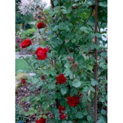 'Santana'® Rosa X 'Santana'® (Slyngrose) A-Kvalitet,- Barrods Roser Min. 3 Grene 26 'Santana'® Rosa X 'Santana'® (Slyngrose) A-Kvalitet,- Barrods Roser Min. 3 Grene -Osmo Salgsbutik fi5045 rosa santana e854
