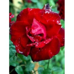 'Santana'® Rosa X 'Santana'® (Slyngrose) A-Kvalitet,- Barrods Roser Min. 3 Grene 27 'Santana'® Rosa X 'Santana'® (Slyngrose) A-Kvalitet,- Barrods Roser Min. 3 Grene -Osmo Salgsbutik fi5045 rosa santana f00c