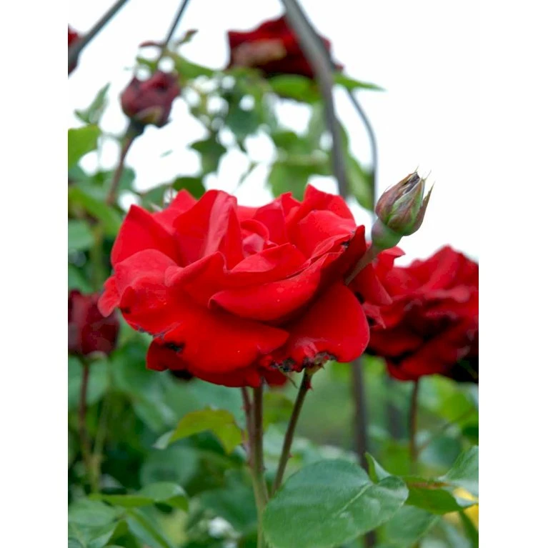'Santana'® Rosa X 'Santana'® (Slyngrose) A-Kvalitet,- Barrods Roser Min. 3 Grene 11 'Santana'® Rosa X 'Santana'® (Slyngrose) A-Kvalitet,- Barrods Roser Min. 3 Grene - Billede 11