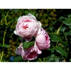 'Scepter'd Isle'™ Rosa X 'Scepter'd Isle'™ (Engelsk Rose) A-Kvalitet,- Barrods Roser Min. 3 Grene -Osmo Salgsbutik fi5058 rosa scepter d isle ausland a3cc