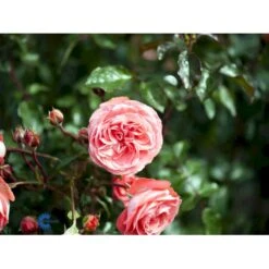 'Schackenborg'™ Rosa X 'Schackenborg'™ (Slotsrose) A-Kvalitet,- Barrods Roser Min. 3 Grene -Osmo Salgsbutik fi5059 rosa schackenborg pouldron n 41b7