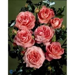'Schackenborg'™ Rosa X 'Schackenborg'™ (Slotsrose) A-Kvalitet,- Barrods Roser Min. 3 Grene -Osmo Salgsbutik fi5059 rosa schackenborg pouldron n bd5d