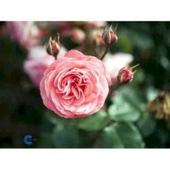 'Schackenborg'™ Rosa X 'Schackenborg'™ (Slotsrose) A-Kvalitet,- Barrods Roser Min. 3 Grene -Osmo Salgsbutik fi5059 rosa schackenborg pouldron n e7f0