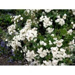 'Schneeflocke' Rosa X 'Schneeflocke' (Buketrose) A-Kvalitet,- Barrods Roser Min. 3 Grene 12 'Schneeflocke' Rosa X 'Schneeflocke' (Buketrose) A-Kvalitet,- Barrods Roser Min. 3 Grene -Osmo Salgsbutik fi5064 rosa schneeflocke 0400