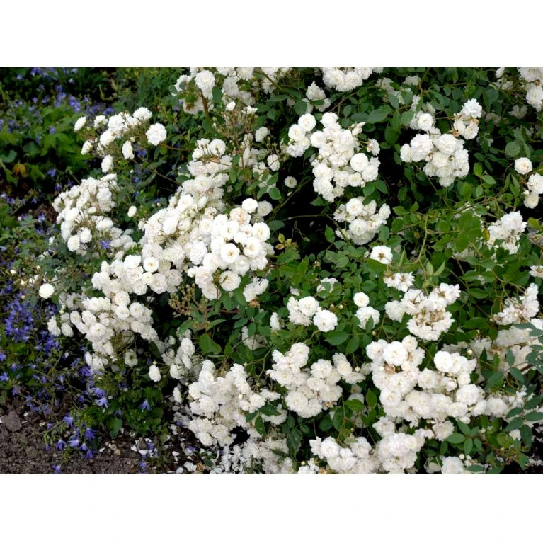 'Schneeflocke' Rosa X 'Schneeflocke' (Buketrose) A-Kvalitet,- Barrods Roser Min. 3 Grene 6 'Schneeflocke' Rosa X 'Schneeflocke' (Buketrose) A-Kvalitet,- Barrods Roser Min. 3 Grene - Billede 6