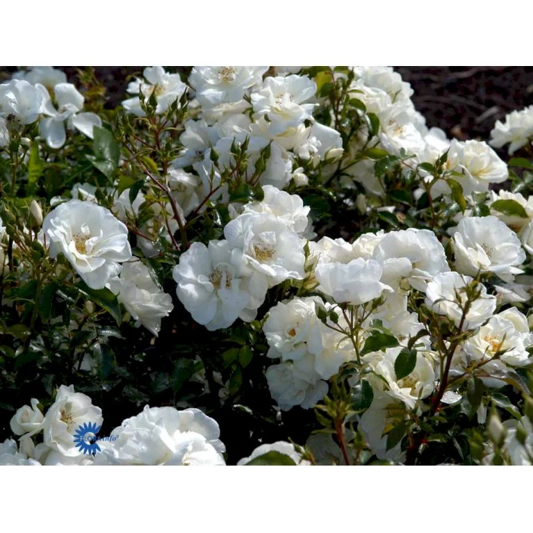 'Schneeflocke' Rosa X 'Schneeflocke' (Buketrose) A-Kvalitet,- Barrods Roser Min. 3 Grene 5 'Schneeflocke' Rosa X 'Schneeflocke' (Buketrose) A-Kvalitet,- Barrods Roser Min. 3 Grene - Billede 5