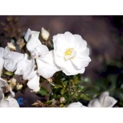 'Schneeflocke' Rosa X 'Schneeflocke' (Buketrose) A-Kvalitet,- Barrods Roser Min. 3 Grene 13 'Schneeflocke' Rosa X 'Schneeflocke' (Buketrose) A-Kvalitet,- Barrods Roser Min. 3 Grene -Osmo Salgsbutik fi5064 rosa schneeflocke fa41