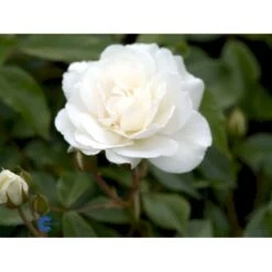 'Schneewittchen'® Rosa X 'Schneewittchen'® (Buketrose) A-Kvalitet,- Barrods Roser Min. 3 Grene -Osmo Salgsbutik fi5066 rosa schneewittchen 087a