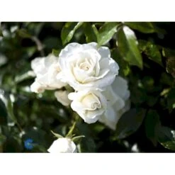 'Schneewittchen'® Rosa X 'Schneewittchen'® (Buketrose) A-Kvalitet,- Barrods Roser Min. 3 Grene -Osmo Salgsbutik fi5066 rosa schneewittchen 3fe7