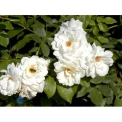'Schneewittchen'® Rosa X 'Schneewittchen'® (Buketrose) A-Kvalitet,- Barrods Roser Min. 3 Grene -Osmo Salgsbutik fi5066 rosa schneewittchen 78c7