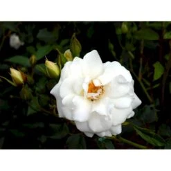'Schneewittchen'® Rosa X 'Schneewittchen'® (Buketrose) A-Kvalitet,- Barrods Roser Min. 3 Grene -Osmo Salgsbutik fi5066 rosa schneewittchen d84d