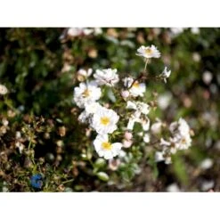 'Snow Cover'® Rosa X 'Snow Cover'® (Bunddækkerose) A-Kvalitet,- Barrods Roser Min. 3 Grene -Osmo Salgsbutik fi5101 rosa snow cover poulmulti n cf0c