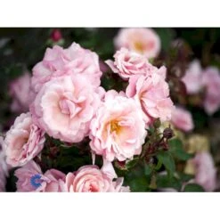 'Sofiero'™ Rosa X 'Sofiero'™ (Slotsrose) A-Kvalitet,- Barrods Roser Min. 3 Grene 12 'Sofiero'™ Rosa X 'Sofiero'™ (Slotsrose) A-Kvalitet,- Barrods Roser Min. 3 Grene -Osmo Salgsbutik fi5107 rosa sofiero poulsak n 5900