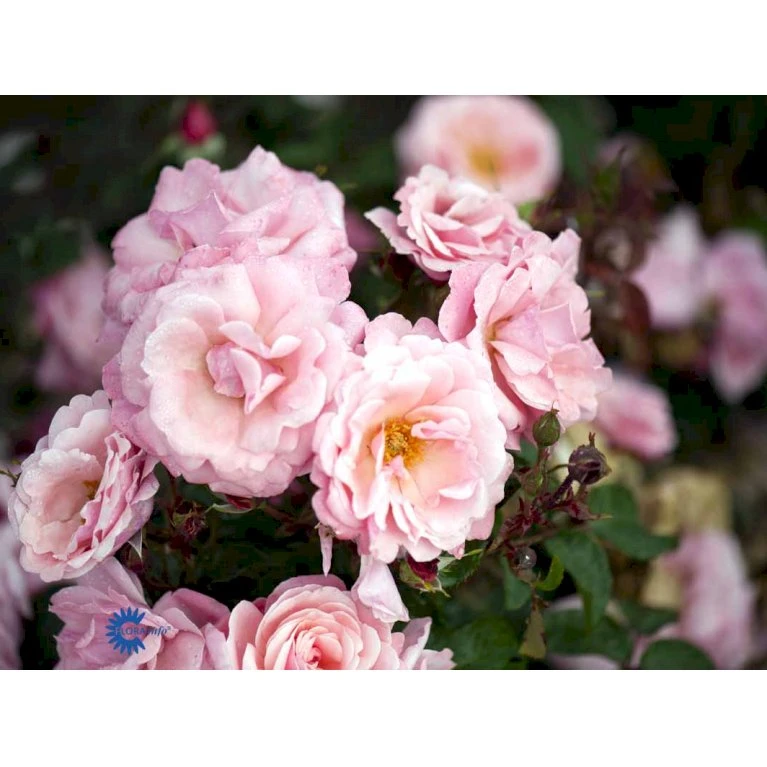 'Sofiero'™ Rosa X 'Sofiero'™ (Slotsrose) A-Kvalitet,- Barrods Roser Min. 3 Grene 6 'Sofiero'™ Rosa X 'Sofiero'™ (Slotsrose) A-Kvalitet,- Barrods Roser Min. 3 Grene - Billede 6