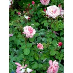 'Sofiero'™ Rosa X 'Sofiero'™ (Slotsrose) A-Kvalitet,- Barrods Roser Min. 3 Grene 13 'Sofiero'™ Rosa X 'Sofiero'™ (Slotsrose) A-Kvalitet,- Barrods Roser Min. 3 Grene -Osmo Salgsbutik fi5107 rosa sofiero poulsak n c68d