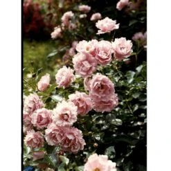 'Sommerwind'® Rosa X 'Sommerwind'® (Buketrose) A-Kvalitet,- Barrods Roser Min. 3 Grene 18 'Sommerwind'® Rosa X 'Sommerwind'® (Buketrose) A-Kvalitet,- Barrods Roser Min. 3 Grene -Osmo Salgsbutik fi5118 rosa sommerwind 4f0a