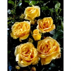 'Sophia™ Renaissance'® Rosa X 'Sophia™ Renaissance'® (Renaissancerose) A-Kvalitet,- Barrods Roser Min. 3 Grene -Osmo Salgsbutik fi5121 rosa sophia poulen002 n cc8f