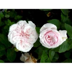 'Souvenier De La Malmaison' Rosa Bourboniana 'Souvenier De La Malmaison' (Bourbonrose) A-Kvalitet,- Barrods Roser Min. 3 Grene 12 'Souvenier De La Malmaison' Rosa Bourboniana 'Souvenier De La Malmaison' (Bourbonrose) A-Kvalitet,- Barrods Roser Min. 3 Grene -Osmo Salgsbutik fi5126 rosa souvenir de la malmaison 9b41